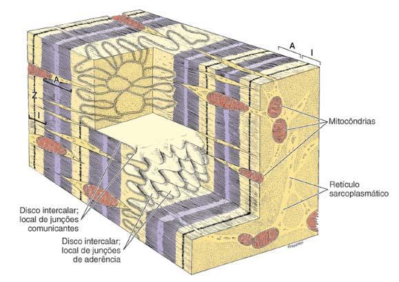 Histologia Básica Uma característica exclusiva do músculo cardíaco é a presença de linhas transversais fortemente coráveis que aparecem em intervalos irregulares ao longo da célula (Fig. 7L e 7M).