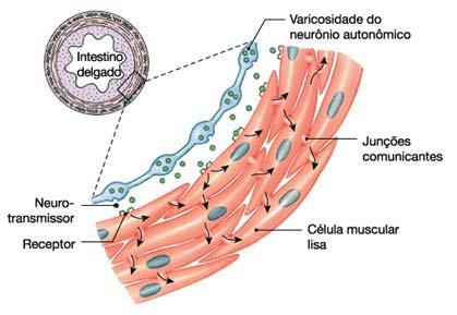 Observar os núcleos centrais e a ausência de estriações. Fonte: Modificado de GARTNER, 1999, p.143. As células musculares lisas são interligadas por junções de comunicação (tipo gap) (Fig.