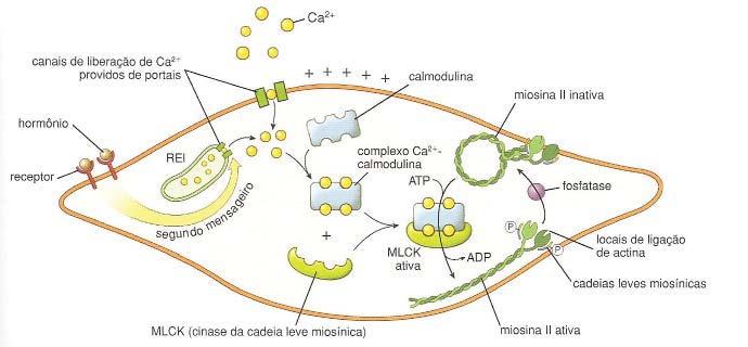 Histologia Básica Embora dependa do deslizamento de filamentos de actina e miosina (miosina II), o mecanismo molecular de contração do músculo liso é diferente do observado nos músculos estriados