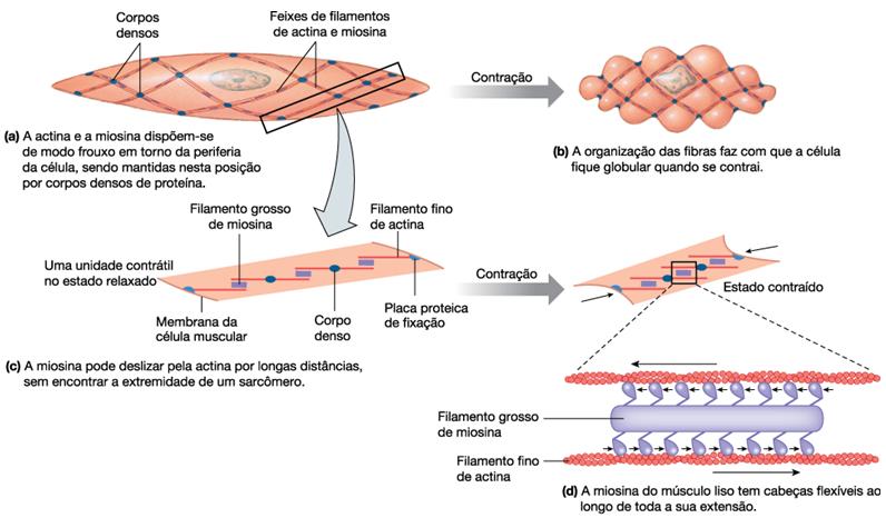 Tecido Muscular Aula 7 Esta combinação libera energia do ATP que promove a deformação da cabeça da molécula de miosina II e o deslizamento dos filamentos de actina e de miosina II uns sobre os