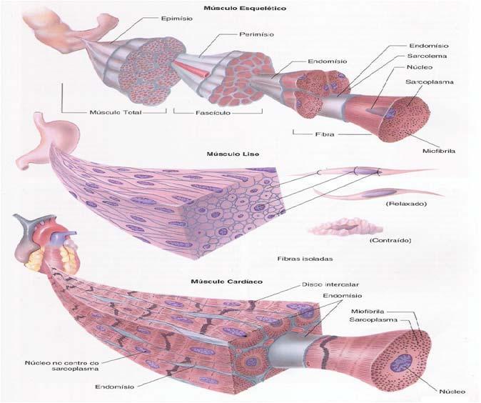 Histologia Básica Esses filamentos ocupam a maior parte do citoplasma, que nas células musculares é também designado de sarcoplasma.