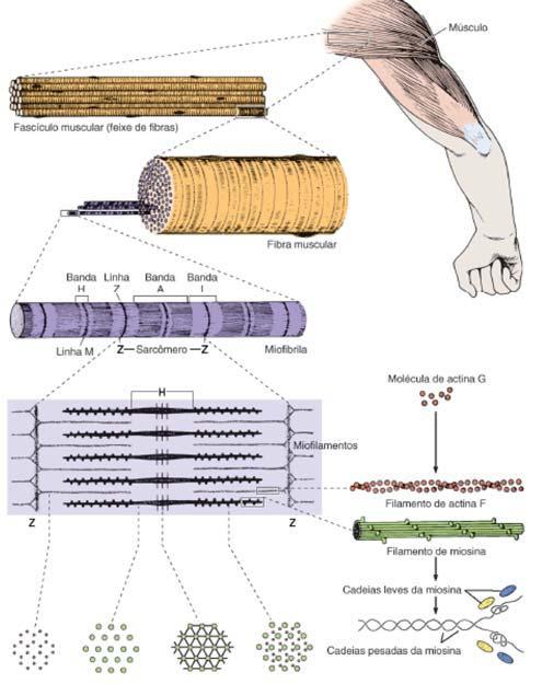 Histologia Básica ORGANIZAÇÃO DAS FIBRAS MUSCULARES ESQUELÉTICAS O sarcômero é a unidade contrátil do músculo esquelético.