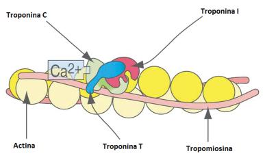 Histologia Básica Figura 7H: Complexo troponina-tropomiosina-actina. A tropomiosina forma filamentos que passam pelo sulco entre as moléculas de actina-f no filamento delgado.