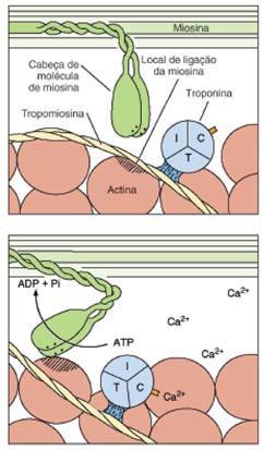 O sistema T associa-se às cisternas do retículo sarcoplasmático para formar tríades. Entre os feixes de miofibrilas existem numerosas mitocôndrias.