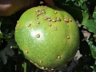 14 Verrugose Sintomas: O fungo ocorre no fruto no início de sua formação.