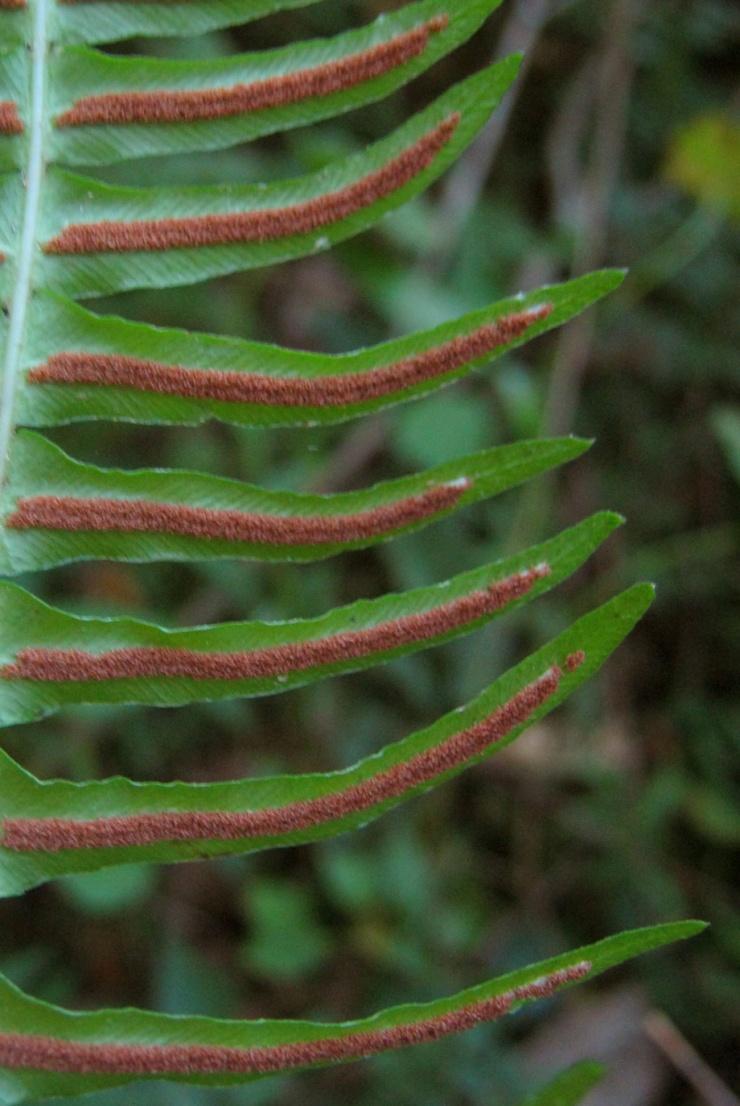 polypodioides 