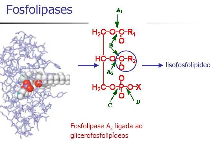 A) Fosfolipídeos Os fosfoglicerídeos podem ser hidrolisados por enzimas conhecidas como
