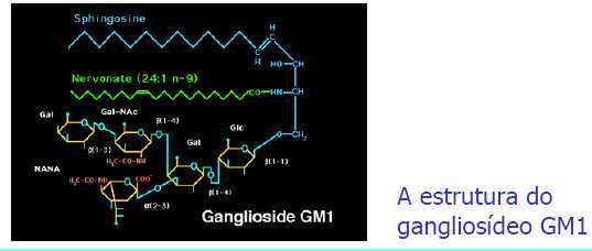 Fosfoesfingosídeos C) Gangliosídeos São os fosfoesfingosídeos mais complexos -