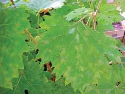 Com o avanço da doença, hastes florais e folhas podem quebrar e/ou secar. Oídio: Ataca muito os cultivos irrigados por gotejamento. Ocorrem manchas claras na superfície superior das folhas.