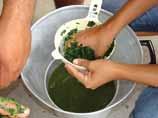 Aplicação: diluir 1 colher de sopa em 1 litro de água e pulverizar nas folhas atacadas, repetindo depois de 2 semanas.