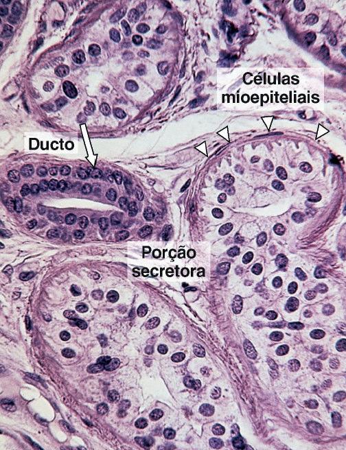 Forma da porção secretora: Tubulosa enovelada 3. Natureza da secreção: Predomínio seroso 4.