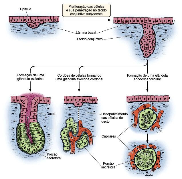 Epitélio Glandular Origem Embrionária Glândula exócrina Glândulas