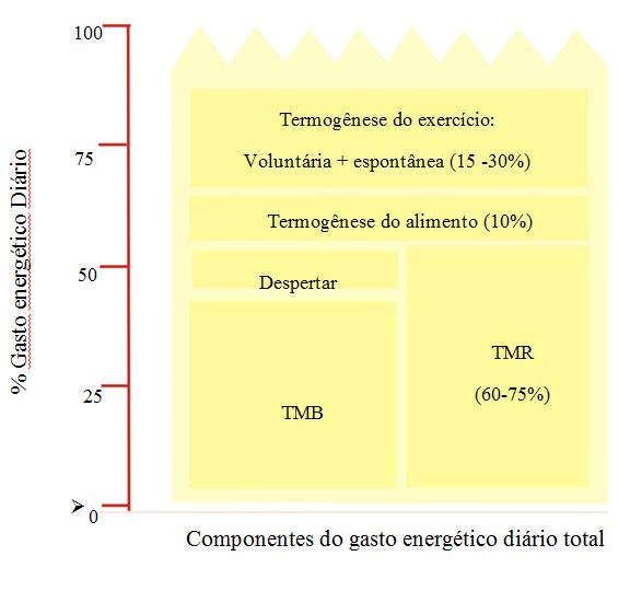 Métodos para cálculo do gasto energético diário total (GEDT) Efeito térmico dos alimentos (ETA): digestão, absorção, metabolismo armazenamento e dos