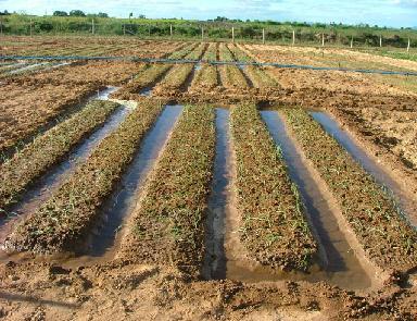 controlado de água para as plantas em quantidade suficiente e no momento certo, assegurando a produtividade e a