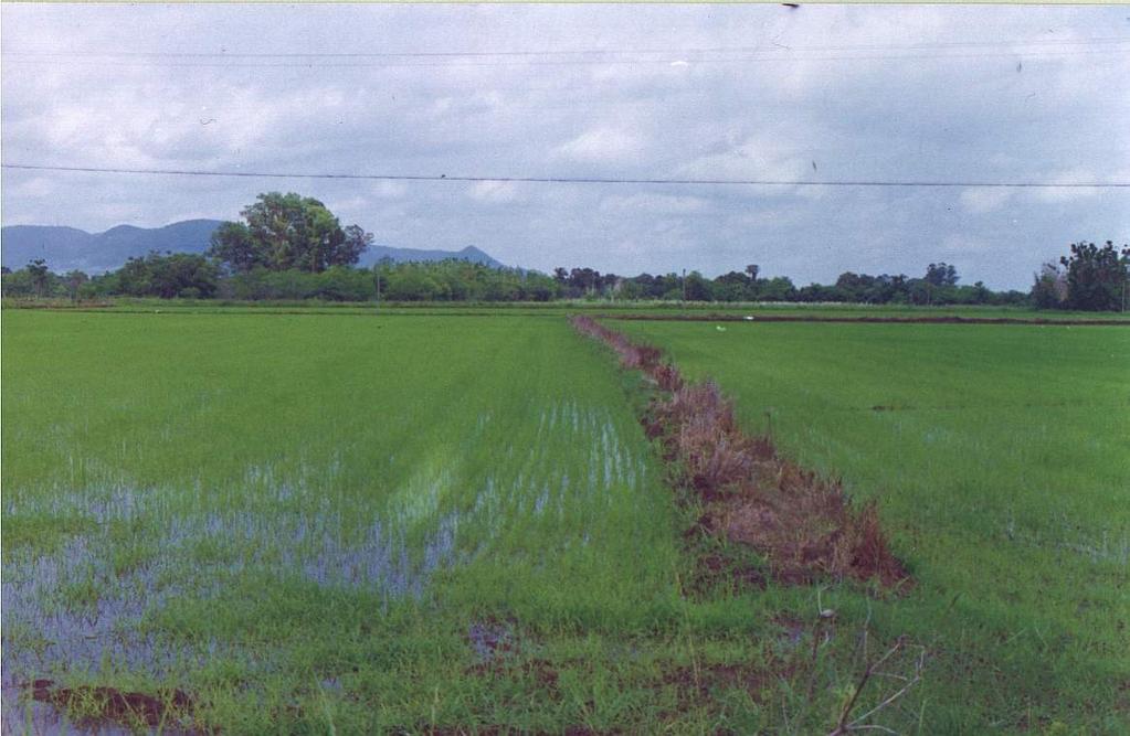 Infiltração, utilizando canais abertos entre fileiras de plantas Inundação: arroz irrigado Usa o método de