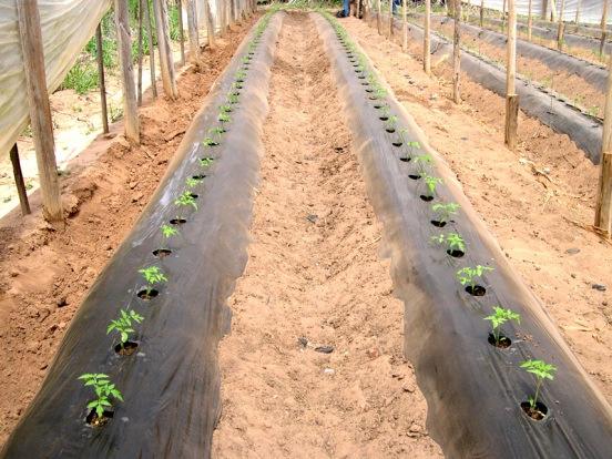 Gotejador Gotejamento É muito utilizado em culturas perenes e em fruticultura, embora também seja usado por produtores de hortaliças e flores, em especial pela reduzida