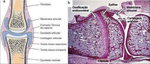 Tecido Ósseo Aula 6 intramembranosa é substituído por tecido ósseo secundário, reforçando ainda mais a região da fratura; ao mesmo tempo, o calo é reabsorvido.