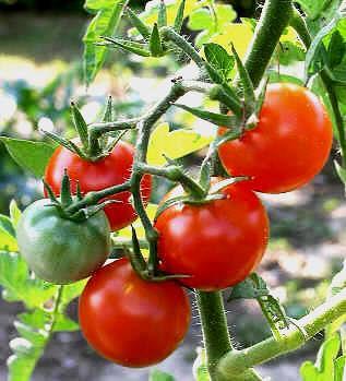 TOMATE MELHOR TRANSPLANTAR EM LUA DESCENDENTE E DIA DE FRUTO SE