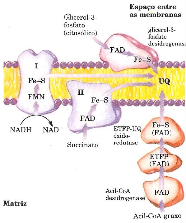 Complexo I: NADH para Ubiquinona (complexo da