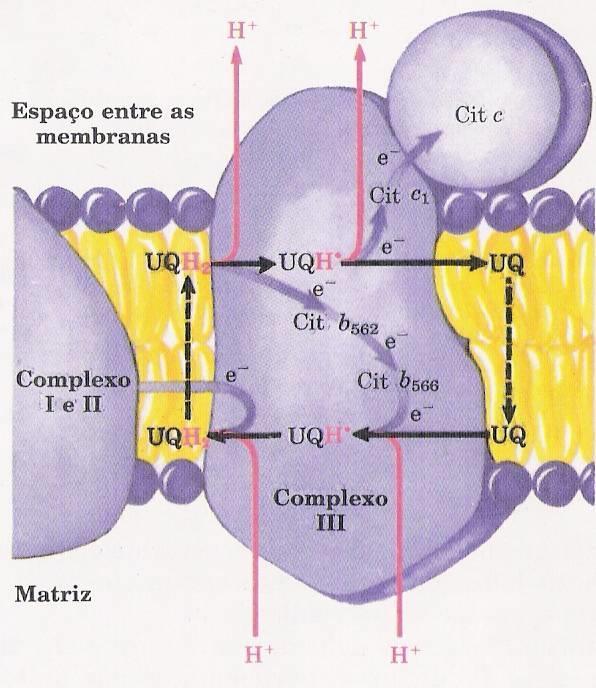 Complexo II: Succcinato para Ubiquinona (Succcinato desidrogenase) Succcinato desidrogenase é única enzima ligada a membrana no ciclo do ácido cítrico.
