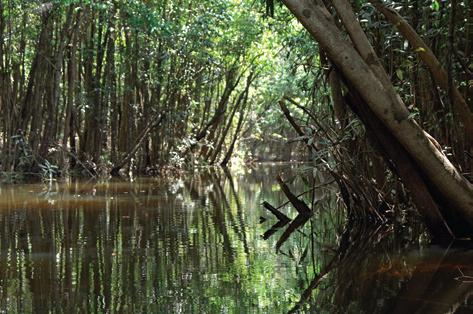 Geografia Grupo 04 Progressões 219 d) Caracterize a Amazônia. É o espaço de povoamento mais recente. Está coberta por uma densa floresta e o clima é o equatorial.