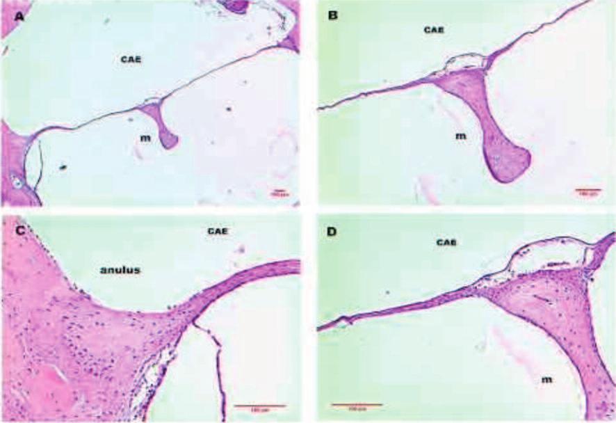 Spontaneous healing of the tympanic membrane 333 Figura 2 Imagens de corte histológico de MT de rato em hematoxilina-eosina (HE) mostrando MT intacta.