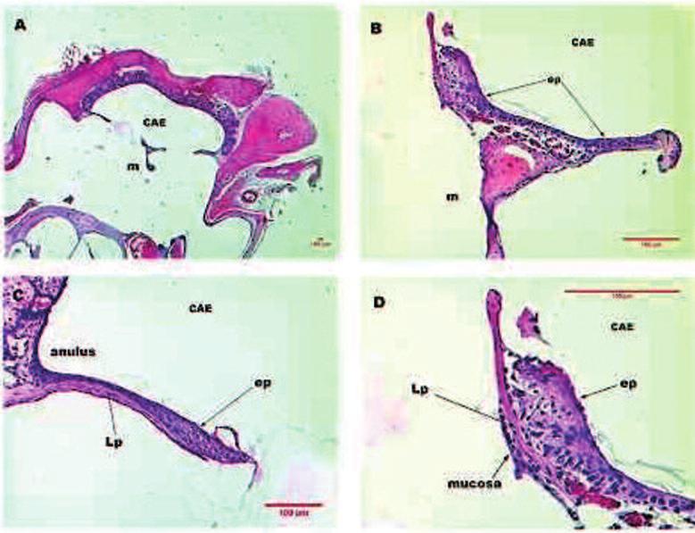 334 Araújo MM et al. Figura 3 Imagens de corte histológico de MT de rato após três dias de perfuração traumática corado em HE.