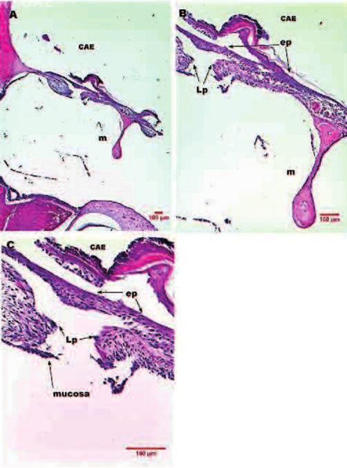 Spontaneous healing of the tympanic membrane 335 Figura 4 Imagens de corte histológico de MT de rato após cinco dias de perfuração traumática corado em HE.