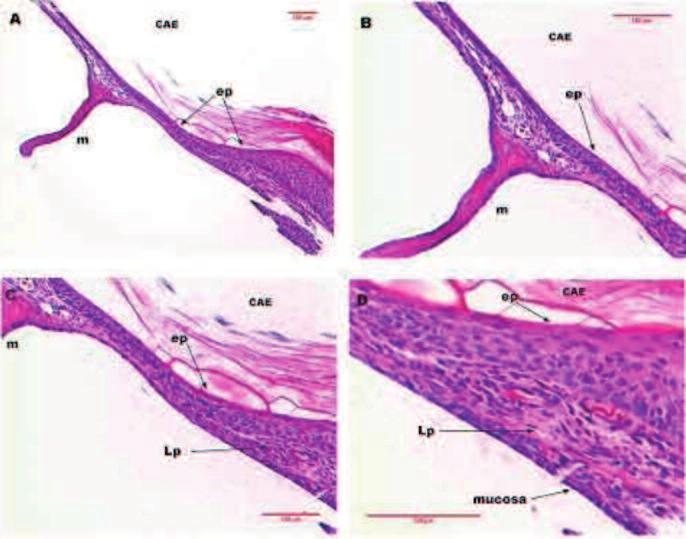 336 Araújo MM et al. Figura 5 Imagens de corte histológico de MT de rato após sete dias de perfuração traumática corado em HE.