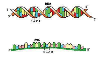 Genética Básica Figura 8. Representação da estrutura de cadeia dupla com fitas antiparalelas do DNA e da fita simples de RNA (Fonte: adaptado de www.accessexcellence.org/ab/gg/nucleic.php).