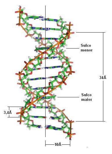 Estrutura dos ácidos nucleicos As duas fitas do DNA se torcem em torno de um eixo central, deixando externamente as cadeias de fosfato e açucar (desoxirribose), expostas ao meio aquoso devido à sua