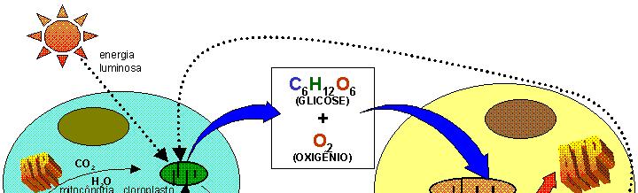 METABOLISMO A quantidade de água é