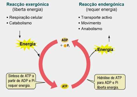 É o conjunto de processos físicos e de