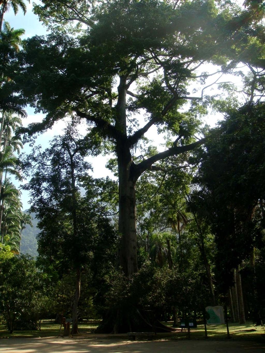 Poema da Árvore... pouco a pouco se levantam do chão, se alteiam palmo a palmo.