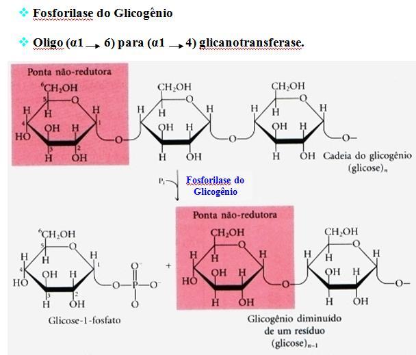 METABOLISMO DO