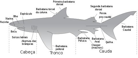 # MORFOLOGIA EXTERNA 1. Corpo fusiforme 2. Boca ventral e rostro pontudo 3.