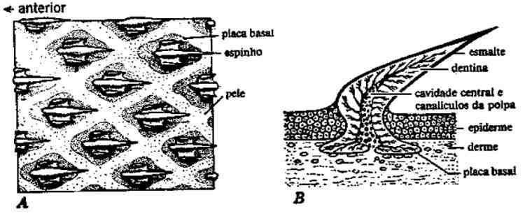 Pele resistente (coriácea) Coberta por escamas placóides dérmicas (semelhantes a dentes)