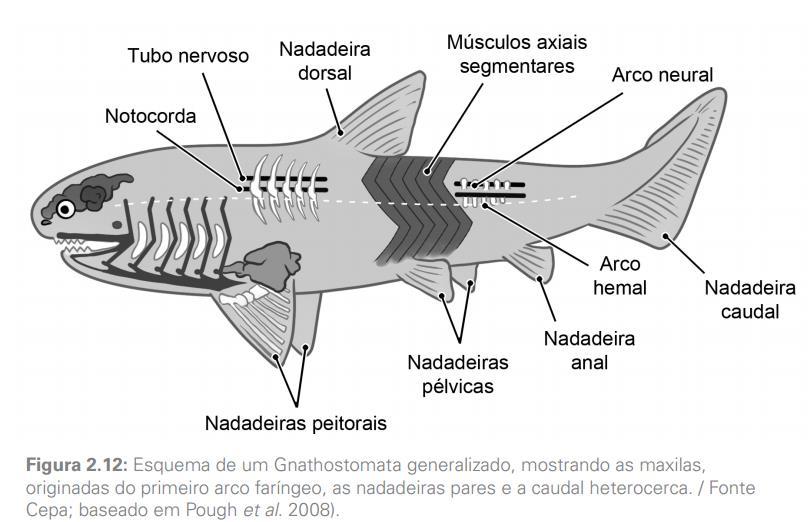 Aparecimento