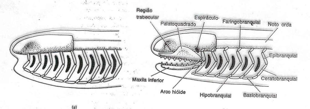 de nadadeiras