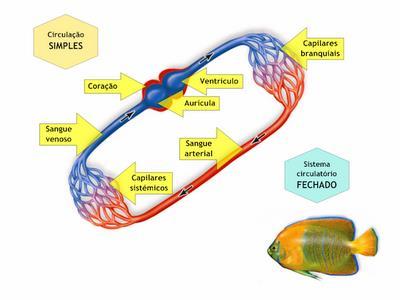 SISTEMA CIRCULATÓRIO Simples o sangue não-oxigenado passa pelo coração, sendo bombeado para brânquias (onde é oxigenado e