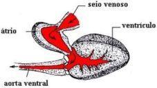Coração composto por 4 câmaras (seio venoso, átrio, ventrículo e cone arterioso) O sangue flui pelo seio venoso (1 ª câmara ou câmara receptora) átrio (parede fina) ventrículo (paredes espessas) pelo
