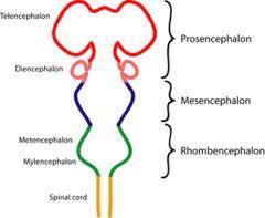 # Os encéfalos anterior e posterior originam: 1. Telencéfalo função olfativa (origem dos hemisférios cerebrais) 2.