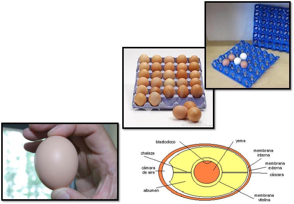 Qualidade dos ovos Após coleta acondicionar em