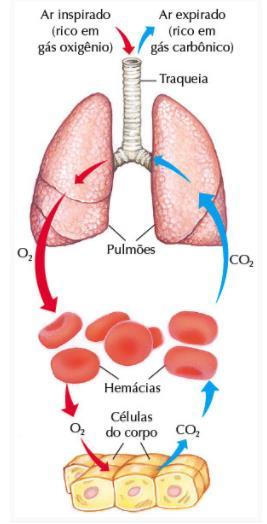 Os processos macroscópicos envolvem a retirada do gás carbônico e a obtenção de gás oxigênio, que ocorrem através do sangue e órgãos específicos: CAVIDADE NASAL: dois condutos paralelos que começam
