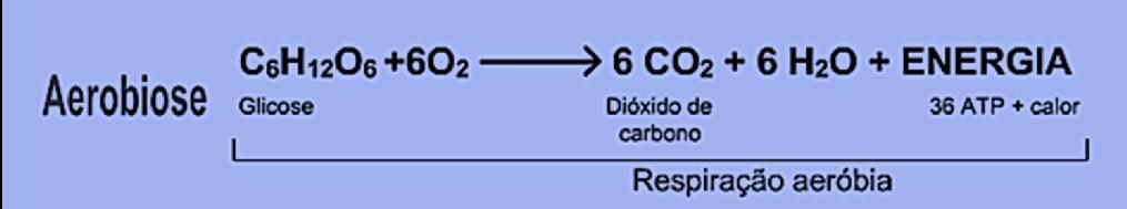 Respiração Celular Processo de obtenção de energia por meio da oxidação completa das moléculas energéticas (principalmente a glicose), com uso do oxigênio.