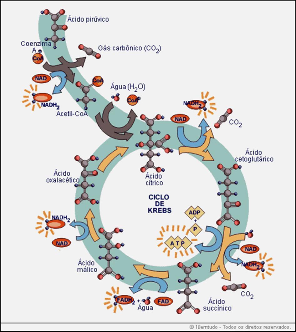 Respiração Celular Ciclo de Krebs (2ATP) A função do ciclo de Krebs é alongar o processo de quebra da molécula de glicose, liberando grande quantidade de energia; Reparem na figura que a cada redução