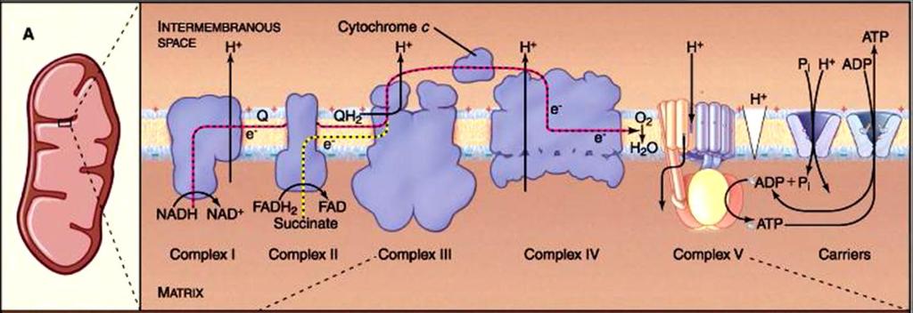 Respiração Celular Cadeia Respiratória (34 ATP) A energia liberada no processo bombeia o H+ para parte externa da membrana mitocondrial, na parte interna da membrana fica com carga negativa.