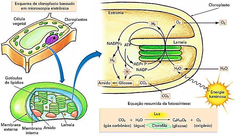 Cloroplastos A estrutura responsável pela