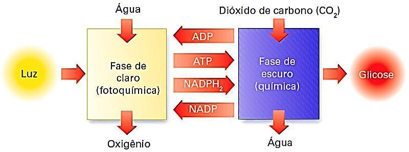 Fases da Fotossíntese Tilacóides (clorofila) Absorção da luz pelos cloroplastos (clorofila); Formação de moléculas de ATP, NADPH2; Quebra da molécula de