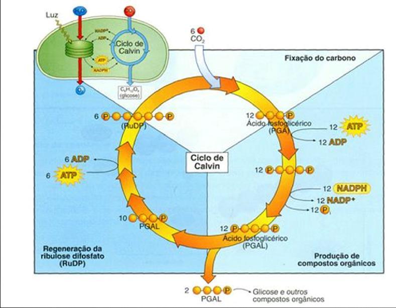 aminoácidos e ácidos graxos; Essa fase ocorre no estroma dos cloroplastos; Embora não utilize